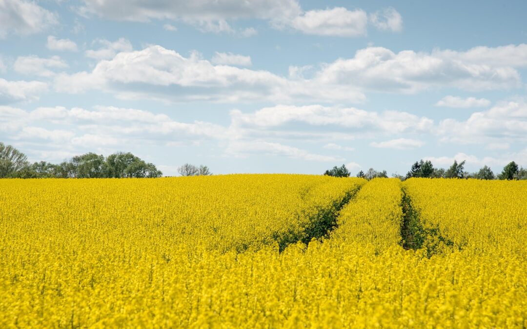 Biodiverzitás a gazdaságban: mit tehet a termelő?
