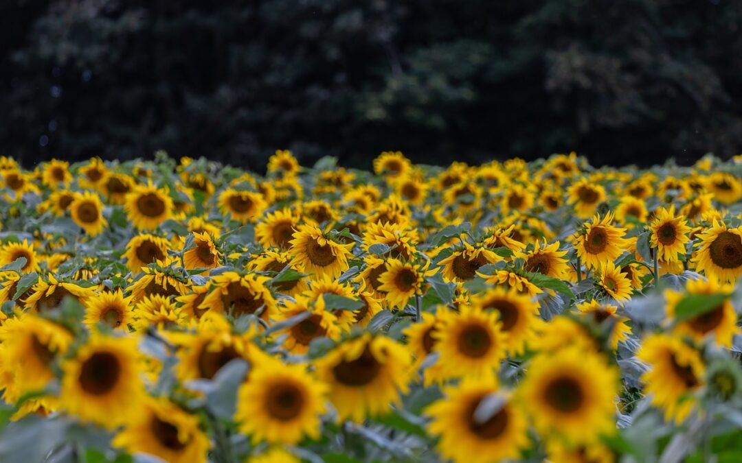 Mik a legjobb növényvédelmi gyakorlatok 2026‑ban? – Fenntartható és hatékony tippek gazdálkodóknak